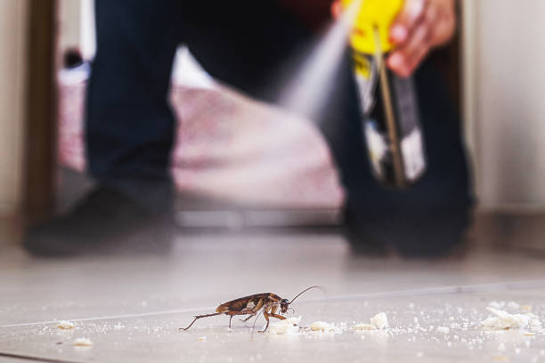 Best Local Pest Control Services  in Ke Arthur, LA